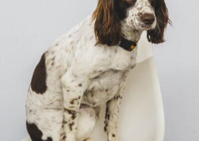 Office Dog White Hart Lane in Barnes - Sisiburn